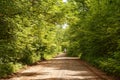 Oncoming logging truck on narrow gravel road in forest Royalty Free Stock Photo